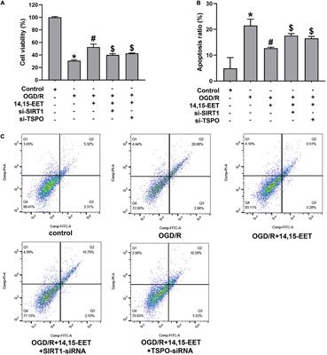 14,15-Epoxyeicosatrienoic Acid Protect Against Glucose Deprivation and Reperfusion-Induced Cerebral Microvascular Endothelial Cells Injury by Modulating Mitochondrial Autophagy via SIRT1/FOXO3a Signaling Pathway and TSPO Protein